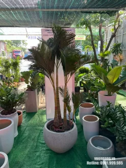 Cây Cau Vàng Đài Loan cỡ lớn được phối trong chậu đá mài tròn, phù hợp với văn phòng, showroom, sảnh công ty và các không gian nội thất hiện đại.