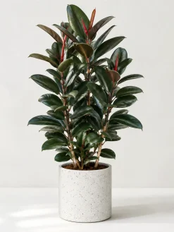 Hình ảnh sản phẩm Cây Đa Búp Đỏ lớn đặt trong chậu đá mài trắng trên nền sáng, phù hợp dùng làm ảnh đại diện cho trang sản phẩm cây nội thất văn phòng.