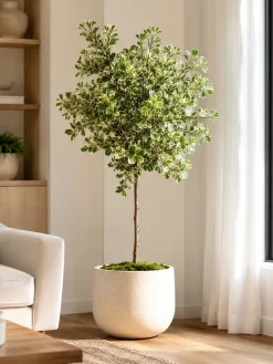 Hình ảnh cây Đa Tam Phúc đặt tại phòng khách sáng, gần khu vực cửa sổ và sofa. Với tán lá cẩm thạch đẹp, cây giúp không gian sống trở nên nhẹ nhàng, thoáng đãng và giàu tính trang trí.