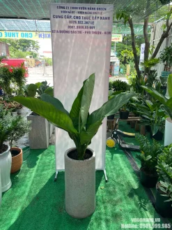 Hình ảnh Cây Đại Phú Gia lá lớn, xanh khỏe, trồng trong chậu đá mài trụ tròn màu xám sáng, thích hợp cho không gian nội thất hiện đại.