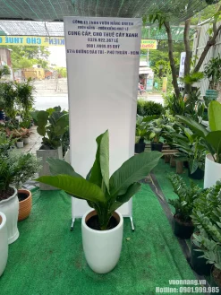 Hình ảnh Cây Đại Phú Gia trồng trong chậu sứ trắng bo tròn, tạo cảm giác nhẹ nhàng, sạch sẽ và dễ phối với phòng khách hoặc văn phòng.