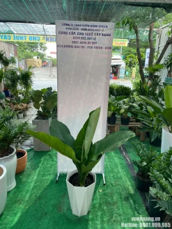 Hình ảnh Cây Đại Phú Gia trong chậu trắng dáng kim cương, phù hợp với khách hàng muốn chọn mẫu chậu trang trí khác biệt cho cây đặt sàn.