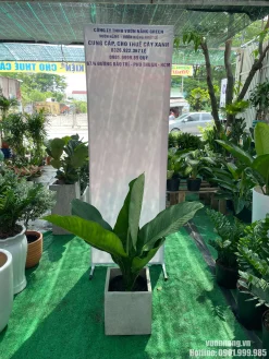 Hình ảnh Cây Đại Phú Gia tại vườn, phối chậu vuông màu xám hiện đại, giúp khách hàng dễ hình dung lựa chọn chậu cho không gian làm việc.