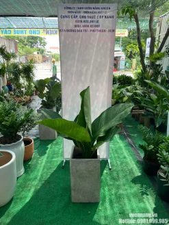 Hình ảnh Cây Đại Phú Gia tại vườn, trồng trong chậu xi măng vuông màu xám, phù hợp minh họa các lựa chọn phối chậu cho cây nội thất cỡ lớn.