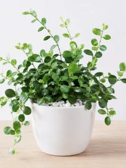 Hình ảnh Cây Đô La để bàn với lá xanh tròn tự nhiên, thân mềm vươn nhẹ, được phối trong chậu sứ trắng có sỏi trang trí