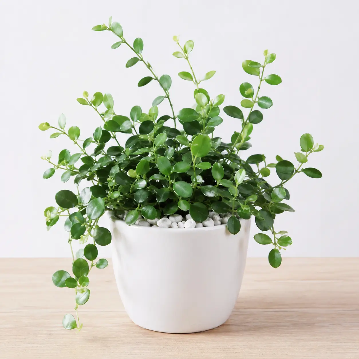 Hình ảnh Cây Đô La để bàn với lá xanh tròn tự nhiên, thân mềm vươn nhẹ, được phối trong chậu sứ trắng có sỏi trang trí