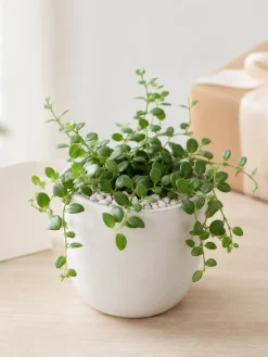 Hình ảnh Cây Đô La phối chậu trắng với sỏi trang trí, bối cảnh nhẹ nhàng gợi ý dùng làm quà tặng cho đồng nghiệp, khách hàng hoặc bạn bè.