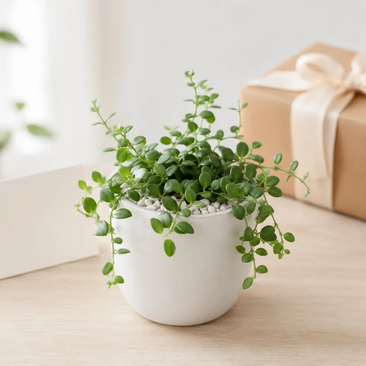 Hình ảnh Cây Đô La phối chậu trắng với sỏi trang trí, bối cảnh nhẹ nhàng gợi ý dùng làm quà tặng cho đồng nghiệp, khách hàng hoặc bạn bè.