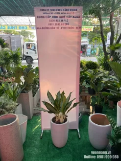 Hình ảnh cây giữ tiền thực tế với tán lá gọn, thân bụi khỏe, được phối cùng chậu trắng dáng trụ cao. Kiểu chậu thanh lịch giúp cây dễ bố trí trong văn phòng, showroom, phòng khách hoặc quầy lễ tân.