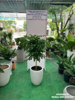 Mẫu cây hạnh phúc cỡ lớn trồng trong chậu sứ trắng dáng cao, tạo cảm giác sáng và hiện đại. Cây phù hợp với không gian nội thất cần cây xanh trang nhã, dễ phối màu.