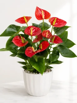 Hình ảnh cây Hồng Môn đỏ phối chậu sứ trắng, phù hợp đặt trên bàn làm việc, quầy lễ tân, bàn tiếp khách hoặc không gian nội thất sáng. Mẫu cây có dáng gọn, hoa đỏ nổi bật và lá xanh bóng tự nhiên.