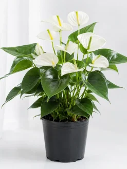Hình ảnh cây Hồng Môn trắng trồng trong bầu nhựa đen, chụp trên nền sáng sạch theo phong cách sản phẩm. Cây có hoa trắng ngà hoặc trắng kem, trụ hoa vàng xanh, lá xanh đậm bóng nhẹ.