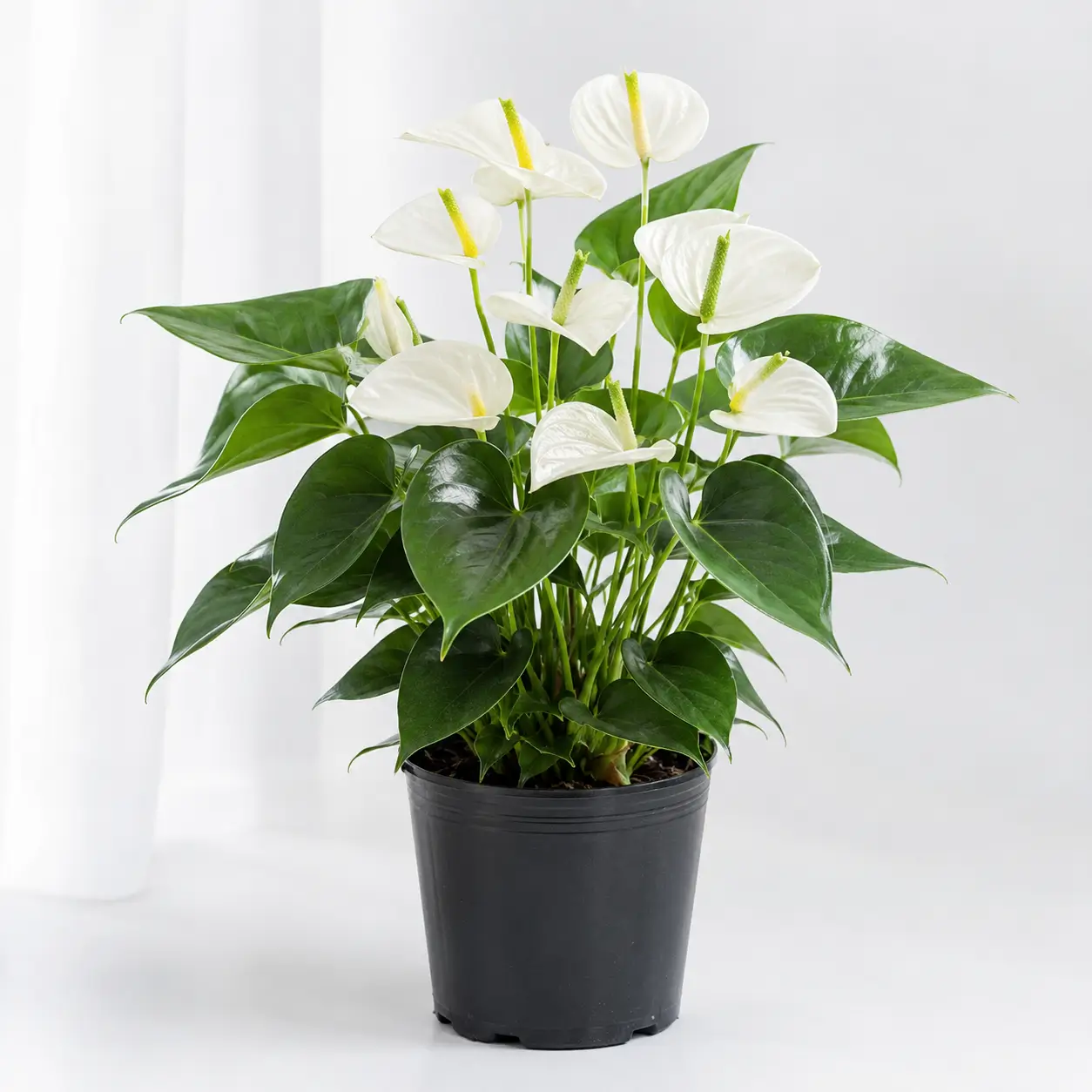 Hình ảnh cây Hồng Môn trắng trồng trong bầu nhựa đen, chụp trên nền sáng sạch theo phong cách sản phẩm. Cây có hoa trắng ngà hoặc trắng kem, trụ hoa vàng xanh, lá xanh đậm bóng nhẹ.
