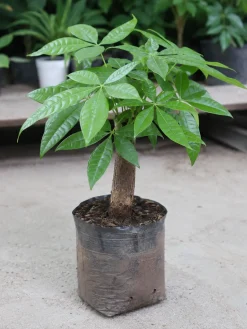 Hình ảnh cây Kim Ngân 1 gốc bầu nhựa được chụp thực tế tại vườn, cây có thân gỗ chắc, lá xanh dạng chân vịt và tán gọn, phù hợp cho khách hàng muốn mua cây Kim Ngân để bàn hoặc chọn cây về phối chậu.