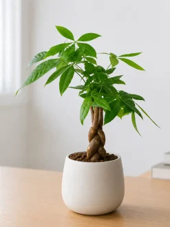 Cây Kim Ngân Bính để bàn