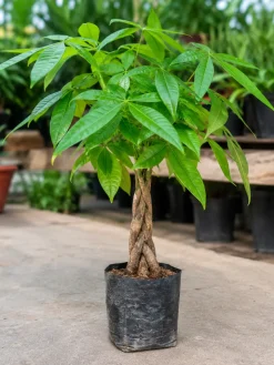 Hình ảnh cây Kim Ngân bính bầu nhựa được chụp tại vườn, nổi bật với phần thân bính nhỏ gọn, gốc chắc, lá xanh dạng chân vịt và tổng thể cây cân đối, phù hợp cho khách hàng chọn cây Kim Ngân mini để bàn tại Vườn Nắng.