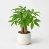 Hình ảnh cây Kim Ngân để bàn với dáng cây gọn, lá xanh tự nhiên, thân gỗ chắc và chậu sứ trắng tối giản.