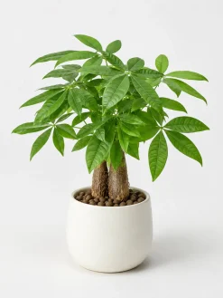Hình ảnh cây Kim Ngân để bàn với dáng cây gọn, lá xanh tự nhiên, thân gỗ chắc và chậu sứ trắng tối giản.
