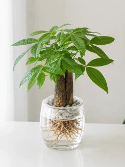 Hình ảnh cây Kim Ngân thủy sinh với bộ rễ tự nhiên trong nước sạch, lá xanh đẹp và dáng cây gọn, phù hợp cho khách hàng yêu thích phong cách cây để bàn sạch, tối giản.