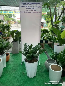 Hình ảnh cây Kim Tiền cỡ lớn trong chậu trắng lục giác, thích hợp đặt tại văn phòng, cửa hàng, khu vực tiếp khách hoặc không gian kinh doanh cần cây phong thủy dễ chăm sóc.