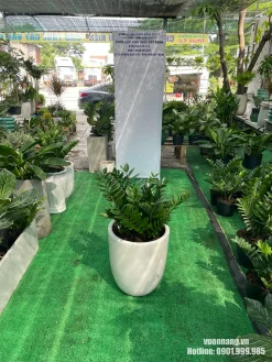 Hình ảnh cây Kim Tiền cỡ lớn trong chậu trắng, đặt tại khu vực trưng bày cây cảnh của Vườn Nắng, phù hợp cho khách hàng tham khảo mẫu cây trước khi mua.