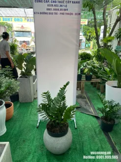 Hình ảnh cây Kim Tiền cỡ trung được đặt trong chậu đá mài tròn tại khu vực trưng bày cây cảnh, thích hợp cho văn phòng, quầy lễ tân nhỏ và không gian nội thất hiện đại