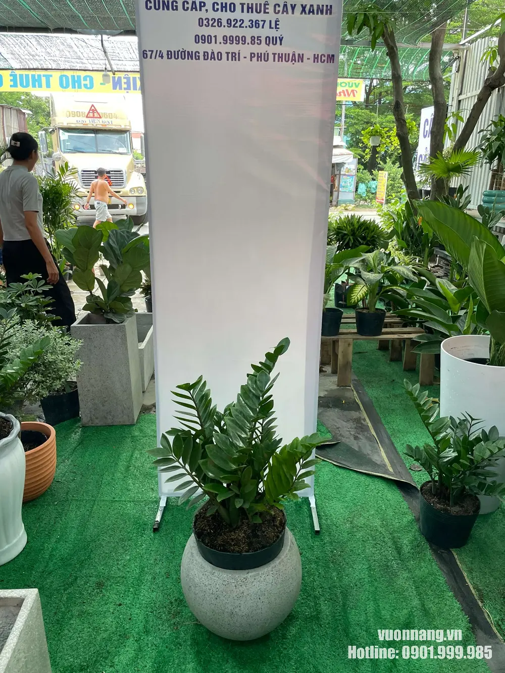 Hình ảnh cây Kim Tiền cỡ trung được đặt trong chậu đá mài tròn tại khu vực trưng bày cây cảnh, thích hợp cho văn phòng, quầy lễ tân nhỏ và không gian nội thất hiện đại
