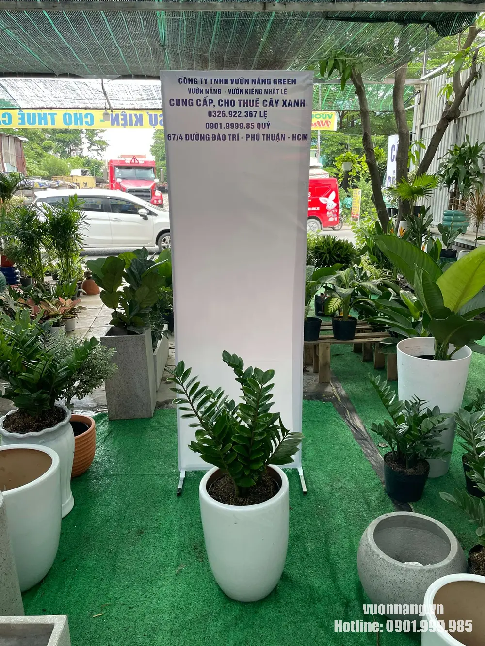 Hình ảnh cây Kim Tiền cỡ trung trong chậu sứ trắng tròn cao, phù hợp đặt tại phòng khách, văn phòng, sảnh nhỏ, bàn phụ hoặc khu vực tiếp khách.