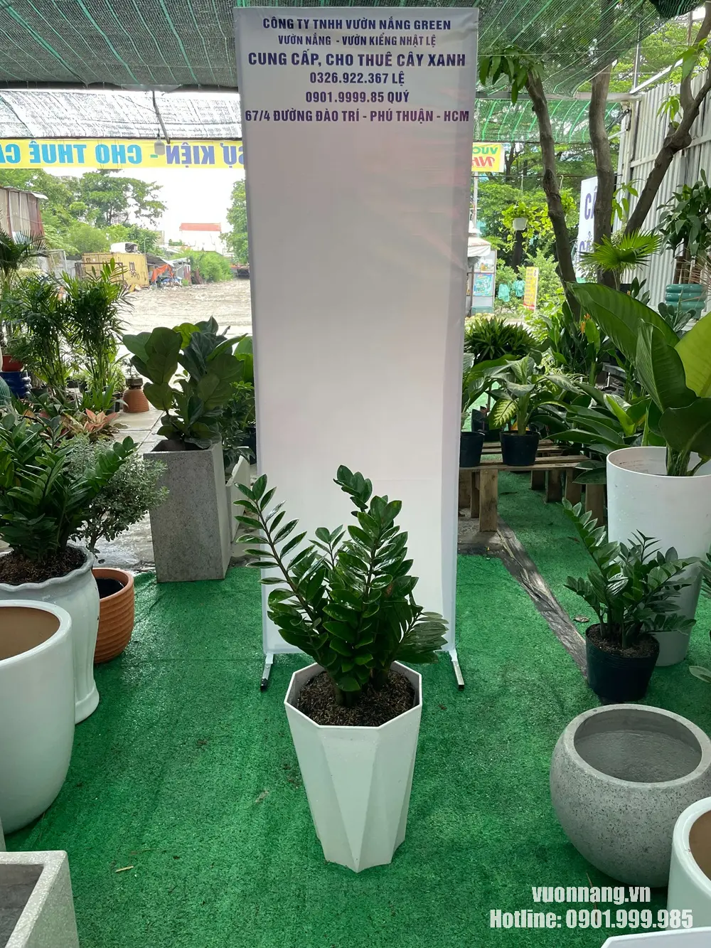 Hình ảnh cây Kim Tiền cỡ trung trồng trong chậu trắng dáng lục giác, thích hợp đặt tại góc làm việc, quầy lễ tân nhỏ, cửa hàng hoặc không gian nội thất cần cây phong thủy dễ chăm sóc.
