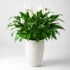 Hình ảnh cây Lan Ý cỡ lớn trồng trong chậu trắng cao cấp, phù hợp trang trí phòng khách, văn phòng, sảnh tiếp khách hoặc không gian nội thất hiện đại.