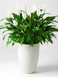 Hình ảnh cây Lan Ý cỡ lớn trồng trong chậu trắng cao cấp, phù hợp trang trí phòng khách, văn phòng, sảnh tiếp khách hoặc không gian nội thất hiện đại.