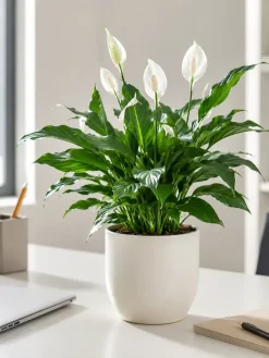 Hình ảnh cây Lan Ý trồng chậu trắng đặt trên bàn làm việc, phù hợp văn phòng, bàn cá nhân, phòng làm việc tại nhà hoặc quầy tư vấn.
