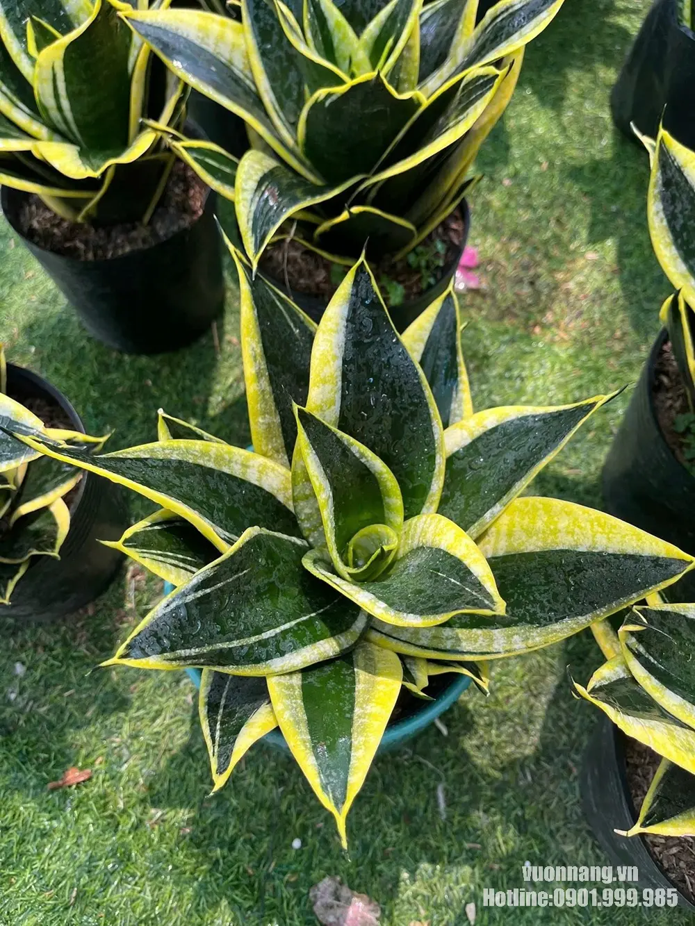 Mẫu lưỡi hổ lùn có lá ngắn, bản rộng, xếp dạng hoa thị và phần mép vàng tương phản với nền lá xanh đậm.