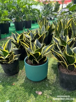 Hình ảnh thực tế nhóm cây lưỡi hổ lùn viền vàng trong nhiều chậu nhựa, trong đó có mẫu được phối thử với chậu xanh.