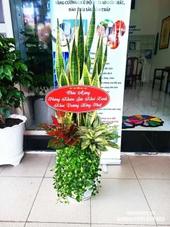Mẫu quà tặng khai trương sử dụng cây lưỡi hổ dáng cao làm điểm nhấn, phối cây lá đỏ, lá trắng và cây rủ trong chậu trắng kèm bảng chúc mừng.