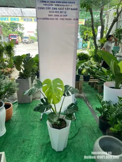 Mẫu cây Monstera lá xẻ size nhỏ phối chậu trắng dáng lục giác, phù hợp với không gian nội thất trẻ trung và hiện đại.
