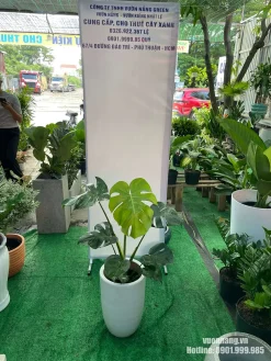 Mẫu cây Monstera Deliciosa size trung phối chậu trắng bầu cao, tạo cảm giác sáng và gọn khi đặt trong nhà hoặc văn phòng.