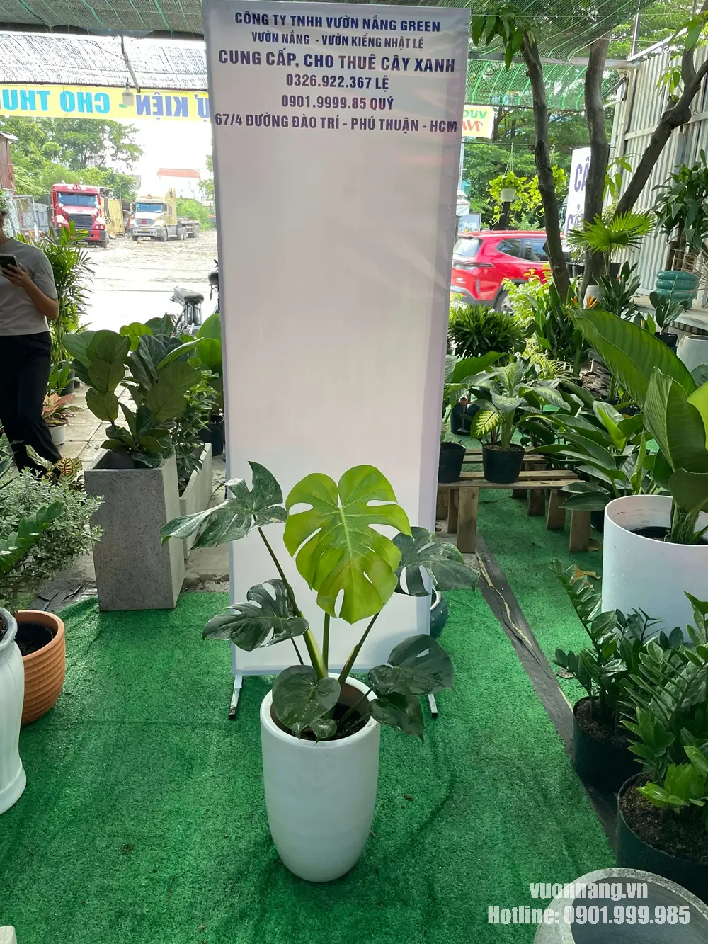 Mẫu cây Monstera Deliciosa size trung phối chậu trắng bầu cao, tạo cảm giác sáng và gọn khi đặt trong nhà hoặc văn phòng.