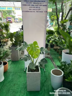 Mẫu cây trầu bà lá xẻ Nam Mỹ size nhỏ được phối trong chậu xi măng vuông, phù hợp với phong cách nội thất hiện đại và tối giản.