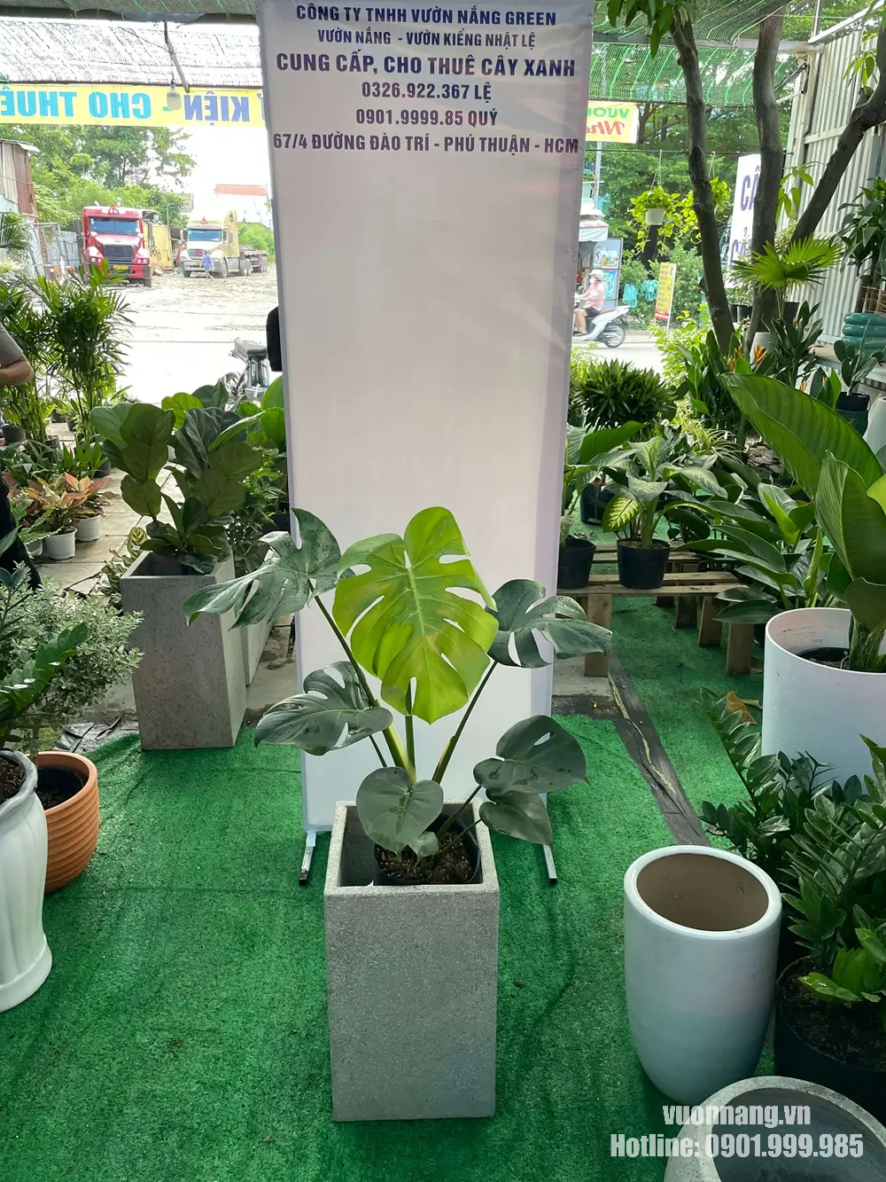 Mẫu cây trầu bà lá xẻ Nam Mỹ size nhỏ được phối trong chậu xi măng vuông, phù hợp với phong cách nội thất hiện đại và tối giản.