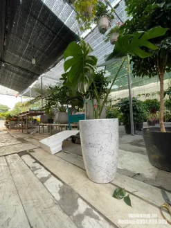 Mẫu cây Monstera lá xẻ lớn phối chậu trắng vân đá, dáng cây cao và tán lá nổi bật, phù hợp trang trí văn phòng, phòng khách, showroom hoặc khu vực tiếp khách.