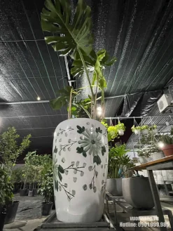 Cây Monstera size lớn được phối trong chậu trắng hoa văn cao, phù hợp đặt tại sảnh, showroom, văn phòng hoặc không gian nội thất cần cây xanh dáng cao.
