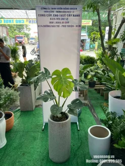 Ảnh thực tế cây Monstera Deliciosa size nhỏ phối chậu xi măng trụ tròn cao, phù hợp đặt trong phòng khách, văn phòng hoặc góc trang trí nội thất.