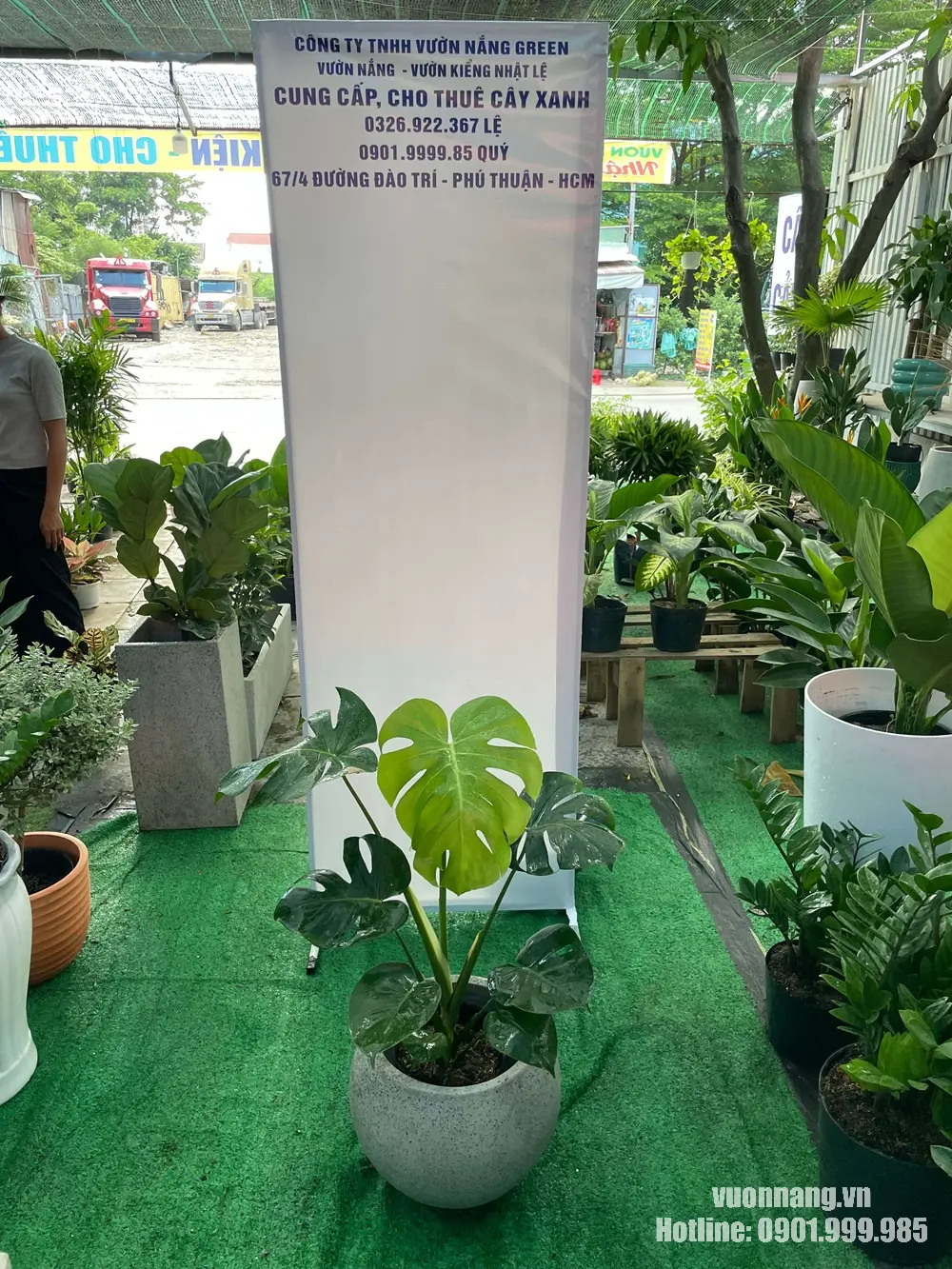 Cây Monstera size nhỏ có tán lá xanh và lá xẻ tự nhiên, được phối với chậu xi măng tròn thấp để tạo bố cục mềm mại.