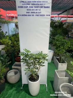 Hình ảnh cây ngũ gia bì thực tế được đặt trong chậu trắng dáng cao, miệng tròn và thân chậu bo nhẹ. Màu chậu trung tính dễ kết hợp với nhiều phong cách nội thất, từ căn hộ hiện đại đến văn phòng, showroom và spa.