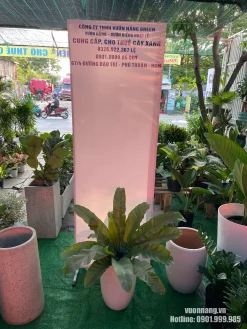 Hình ảnh cây Ráng Ổ Phụng thực tế tại Vườn Nắng được trồng trong chậu trắng tròn cao, mang phong cách nhẹ nhàng, phù hợp cho phòng khách, văn phòng, quầy lễ tân hoặc showroom.