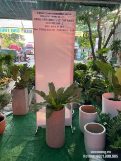 Hình ảnh thực tế cây Ráng Ổ Phụng tại Vườn Nắng được trồng trong chậu trụ tròn cao màu trung tính, tán lá xanh đẹp, phù hợp cho nhà ở, văn phòng và khu vực tiếp khách.