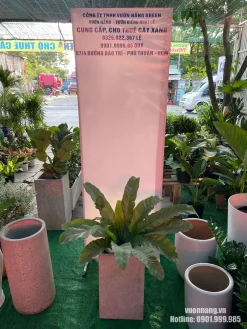Ảnh thực tế cây Ráng Ổ Phụng với tán lá xòe tự nhiên, được phối trong chậu vuông cao, phù hợp đặt ở sảnh, góc phòng khách, văn phòng hoặc showroom.