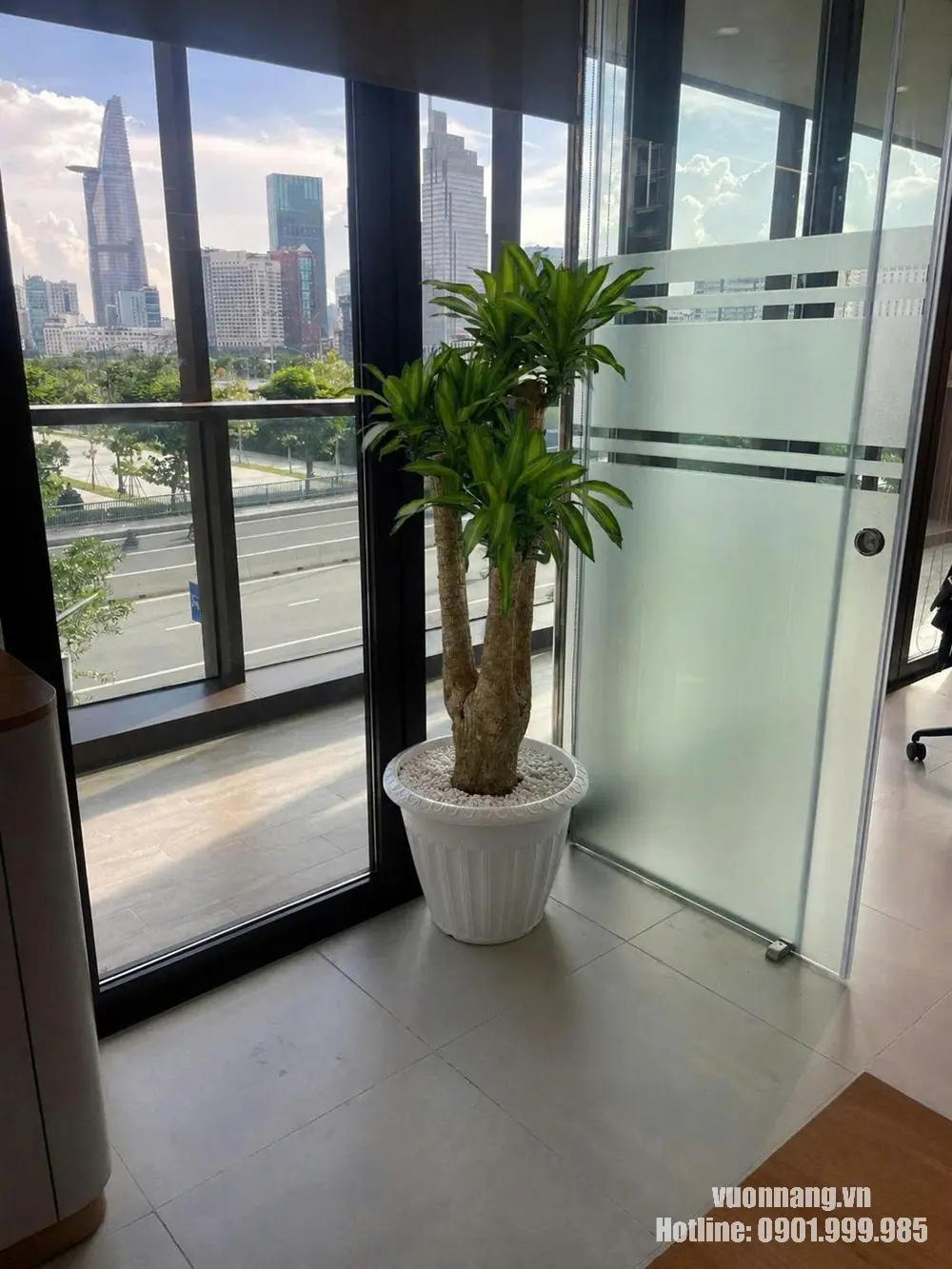 Mẫu cây Thiết Mộc Lan thân khúc với ba tầng tán, phối chậu trắng và đặt cạnh cửa kính văn phòng.