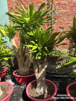 Hình ảnh thực tế số lượng cây Thiết Mộc Lan gốc to được trồng trong chậu trắng tại khu vực nhà vườn. Ảnh giúp khách hàng tham khảo dáng gốc, mật độ tán và nguồn cây trước khi chọn mua.